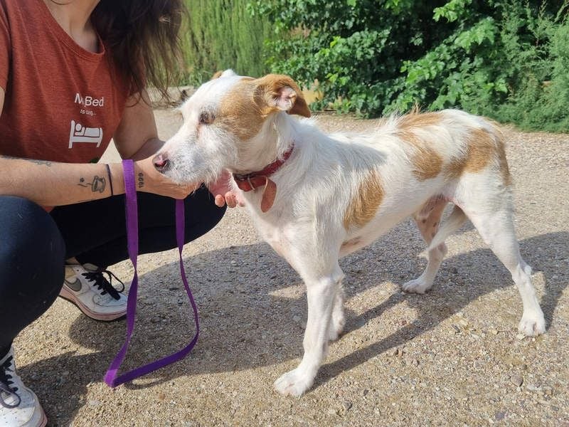 TOBY-hatte ein schönes Zuhause und wurde von Herzen geliebt-sucht dringend sein neues Zuhause