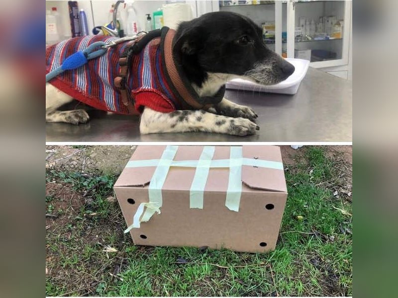 ORION-keiner Sonnenschein sucht dringend liebevolles Für-immer-Zuhause