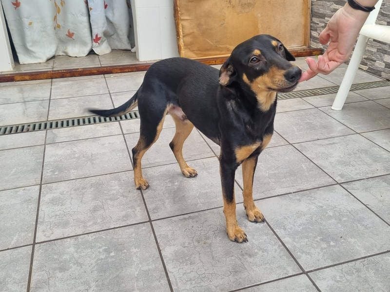 Unkomplizierte BARDOT-anhänglich, liebevoll, vertrauensvoll auf der Suche nach ihrer Für-immer-Fam.