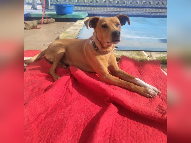 LEONARDO - anhänglich und gehorsam