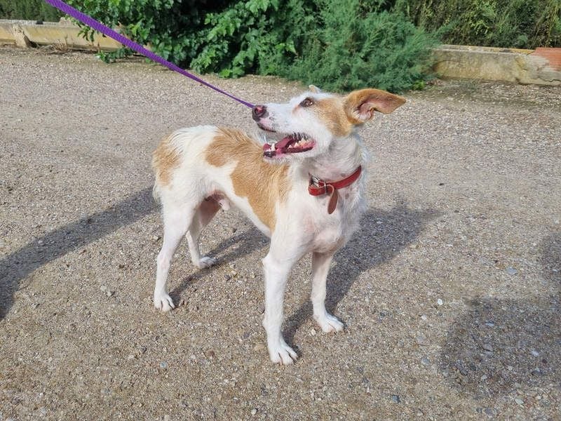 TOBY-hatte ein schönes Zuhause und wurde von Herzen geliebt-sucht dringend sein neues Zuhause