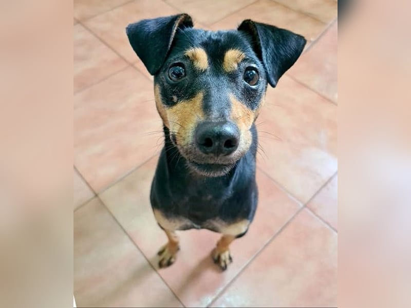 Herzallerliebste PINKY-sehr lieb, verschmust,sozial auf der Suche nach liebevollem Für-immer-Zuhause