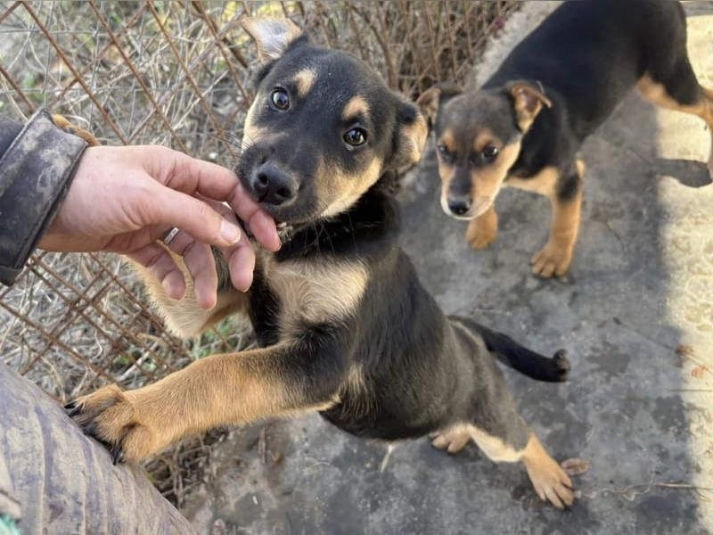 Süß, süßer, VALENTINO-aufgeweckt, voller verspielter Freude wartet er auf gepacktem Köfferchen