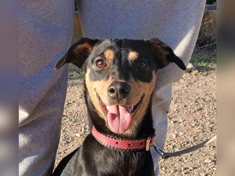 ZOE-überaus freundliche kleine Maus sucht sehnsüchtig ihr liebevolles Für-immer-Zuhause