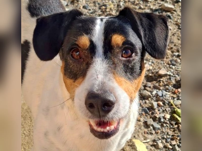 DUDLEY-menschenbezogen und verschmust sehnt er sich nach seiner liebevollen Für-immer Familie