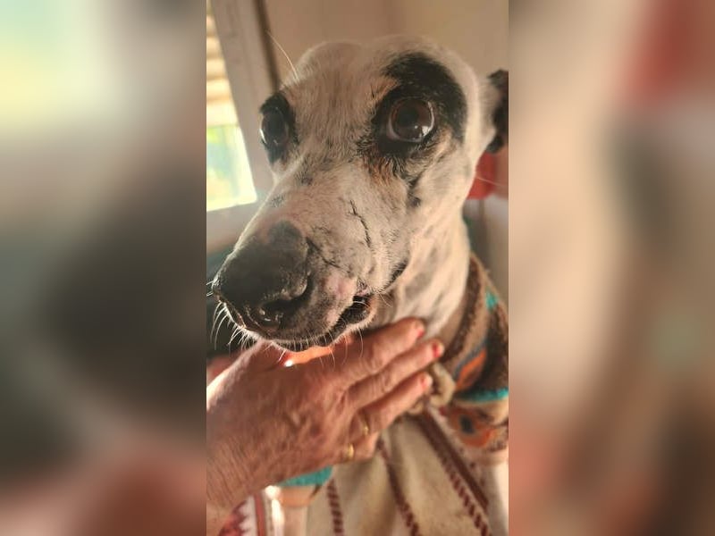 ENOLA-wartet auf ihr liebevolles Zuhause in dem sie für immer glücklich sein darf