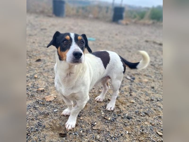 DUDLEY-menschenbezogen und verschmust sehnt er sich nach seiner liebevollen Für-immer Familie