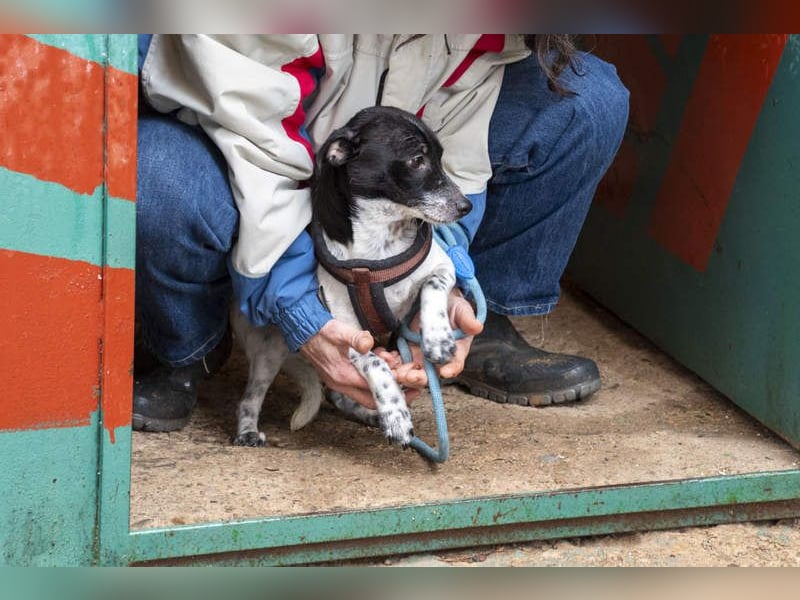 ORION-keiner Sonnenschein sucht dringend liebevolles Für-immer-Zuhause