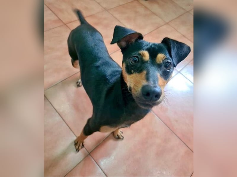 Herzallerliebste PINKY-sehr lieb, verschmust,sozial auf der Suche nach liebevollem Für-immer-Zuhause