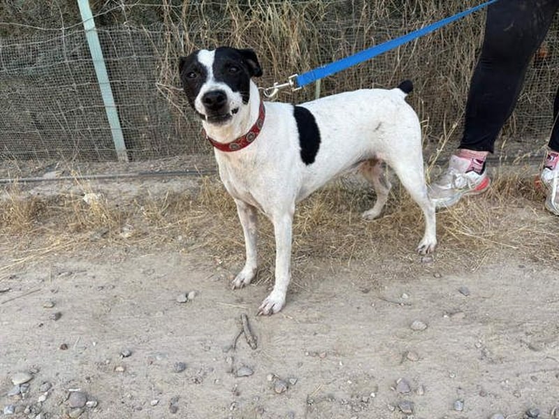 GOLFO-fröhlicher Menschenfreund sucht sein Für-immer-Zuhause