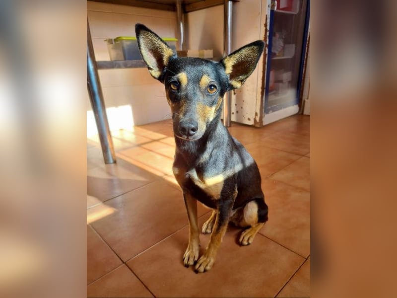 NEFERTARI-sehr liebes, zartes, verschmustes, soziales Hundemädchen sucht sein Für-immer-Plätzchen