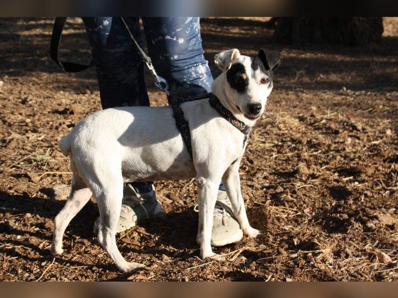 LAKY-freundlich, gesellig, lebhaft, fröhlich wartet sie sehnsüchtig auf ihre liebevolle Familie