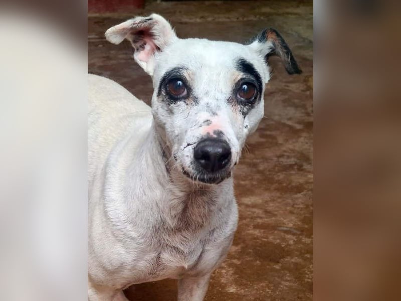 ENOLA-wartet auf ihr liebevolles Zuhause in dem sie für immer glücklich sein darf