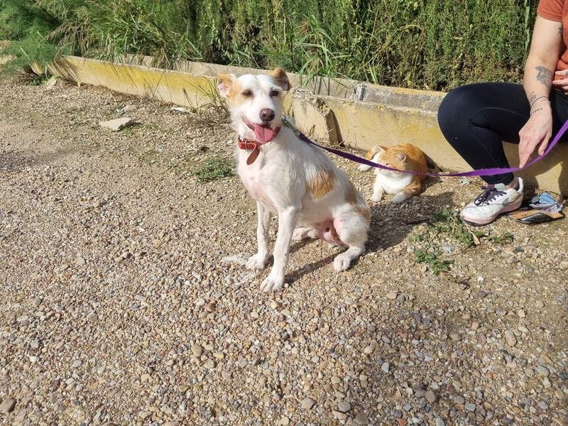 TOBY-hatte ein schönes Zuhause und wurde von Herzen geliebt-sucht dringend sein neues Zuhause