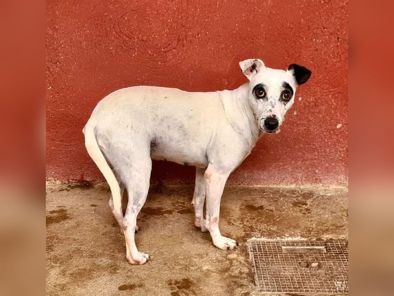 ENOLA-wartet auf ihr liebevolles Zuhause in dem sie für immer glücklich sein darf