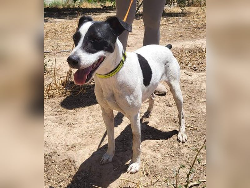 GOLFO-fröhlicher Menschenfreund sucht sein Für-immer-Zuhause