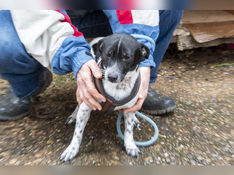 ORION-keiner Sonnenschein sucht dringend liebevolles Für-immer-Zuhause