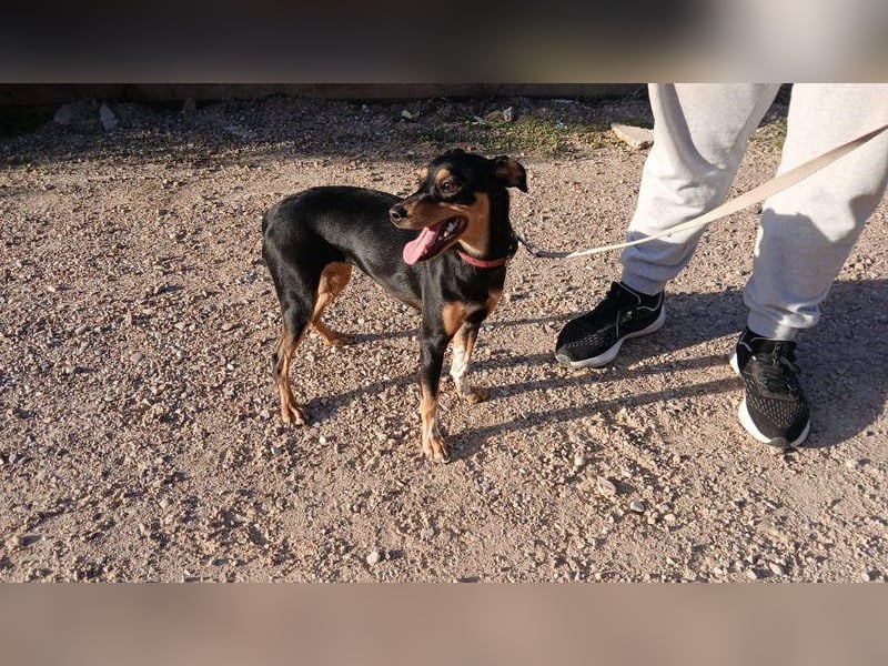 ZOE-überaus freundliche kleine Maus sucht sehnsüchtig ihr liebevolles Für-immer-Zuhause