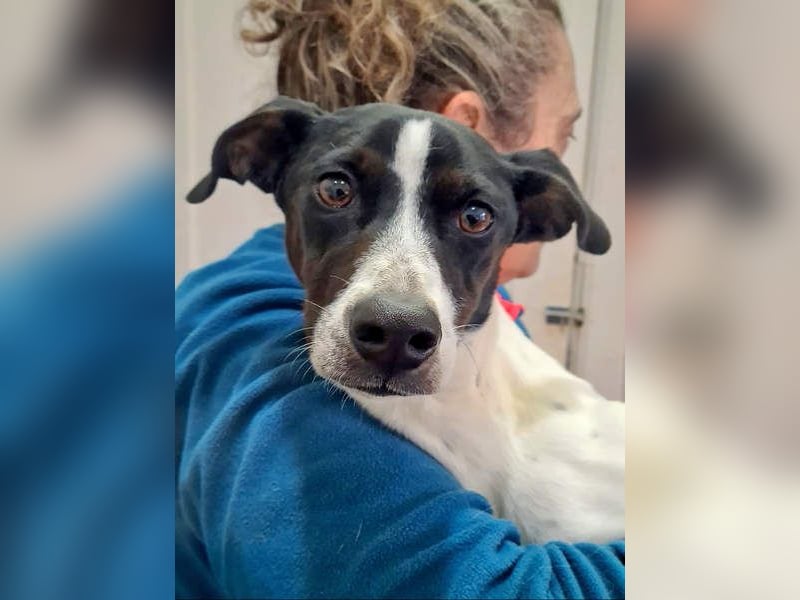 MASAI-sehr lieb, sanfte Seele sucht ihr liebevolles Für-immer-Zuhause