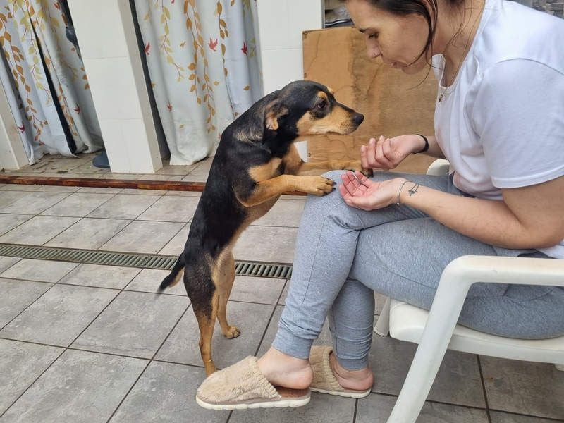 Unkomplizierte BRIGITTE-liebevoll, voller Vertrauen und mit Hoffnung auf ein lievevolles Zuhause