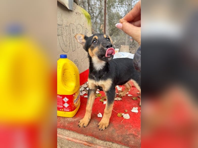 Süß, süßer, VALENTINO-aufgeweckt, voller verspielter Freude wartet er auf gepacktem Köfferchen