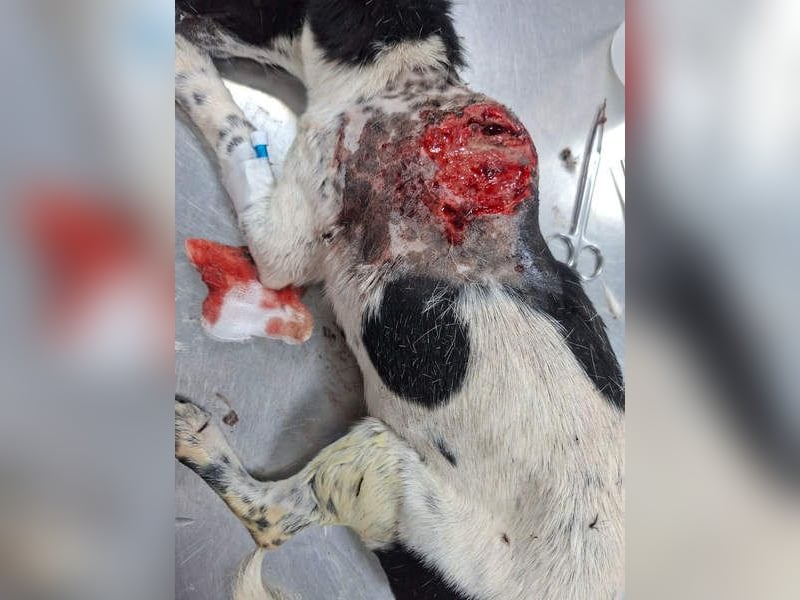 ORION-keiner Sonnenschein sucht dringend liebevolles Für-immer-Zuhause