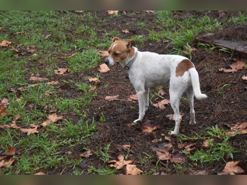 Guinda - befindet sich in einer Pflegestelle in 55765 Birkenfeld (ab 09/01)