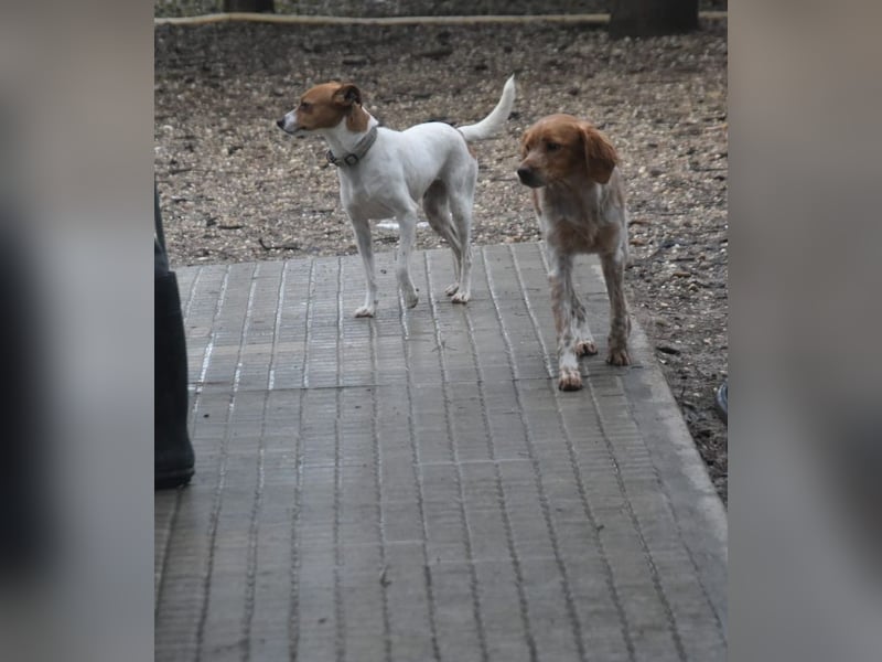 Guinda - befindet sich in einer Pflegestelle in 55765 Birkenfeld (ab 09/01)