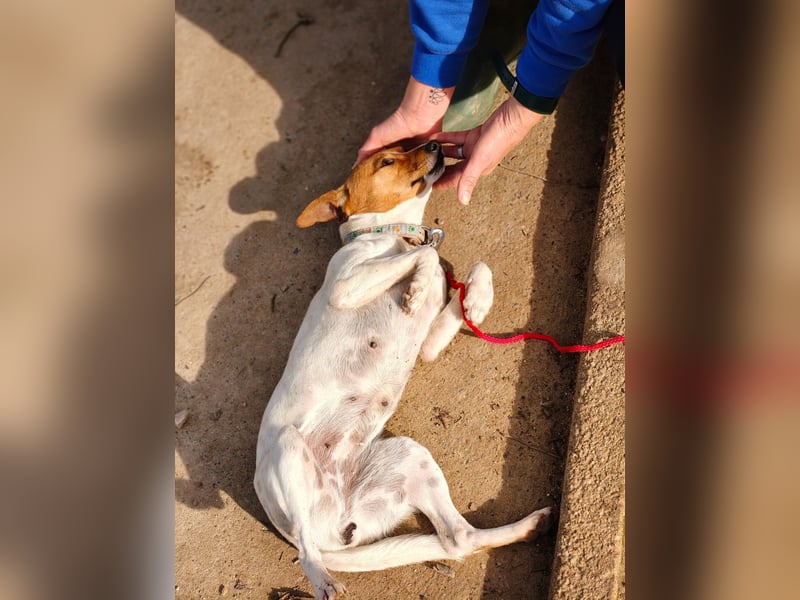 Guinda - befindet sich in einer Pflegestelle in 55765 Birkenfeld (ab 09/01)