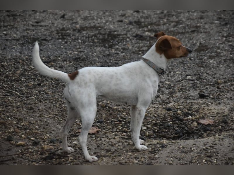 Guinda - befindet sich in einer Pflegestelle in 55765 Birkenfeld (ab 09/01)
