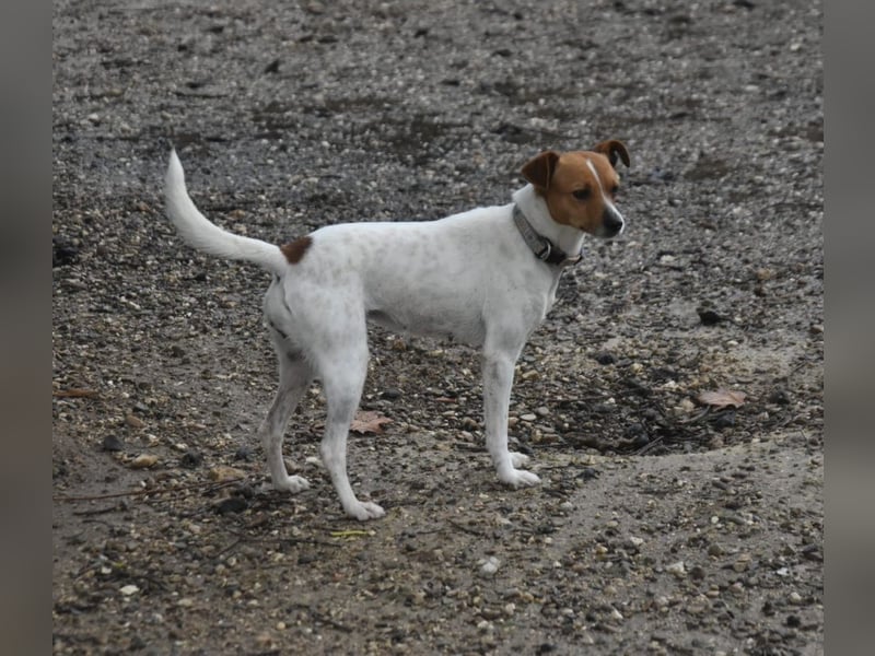 Guinda - befindet sich in einer Pflegestelle in 55765 Birkenfeld (ab 09/01)