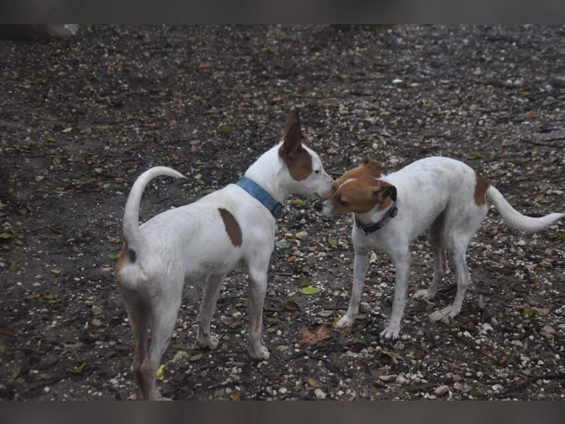 Guinda - befindet sich in einer Pflegestelle in 55765 Birkenfeld (ab 09/01)