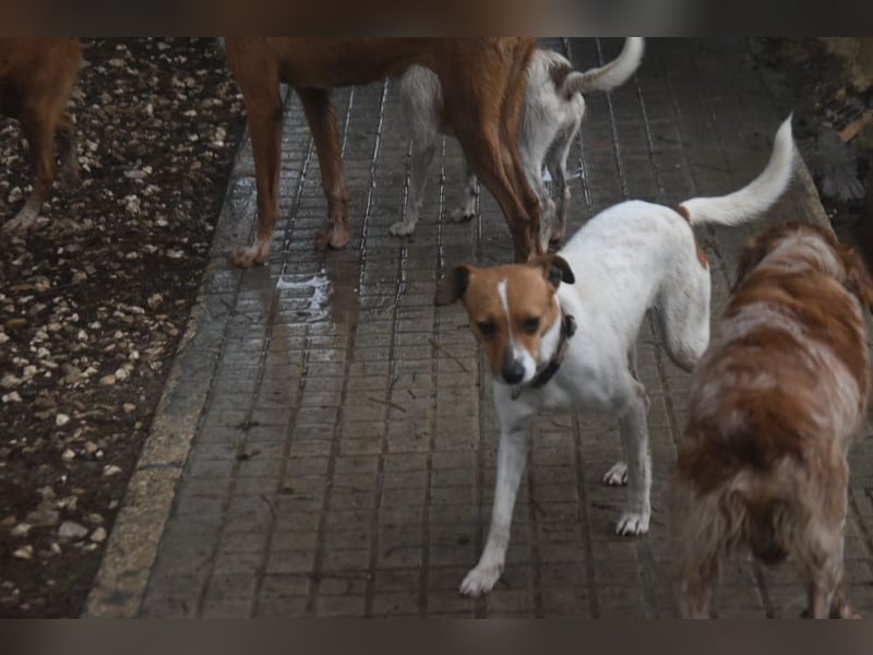 Guinda - befindet sich in einer Pflegestelle in 55765 Birkenfeld (ab 09/01)