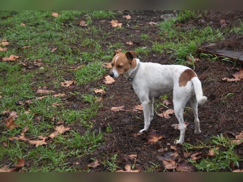 Guinda - befindet sich in einer Pflegestelle in 55765 Birkenfeld (ab 09/01)