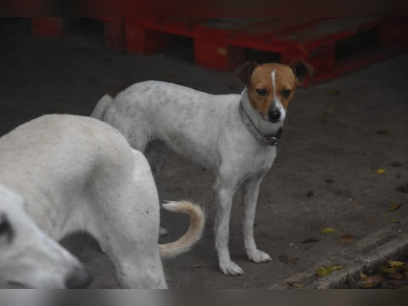 Guinda - befindet sich in einer Pflegestelle in 55765 Birkenfeld (ab 09/01)
