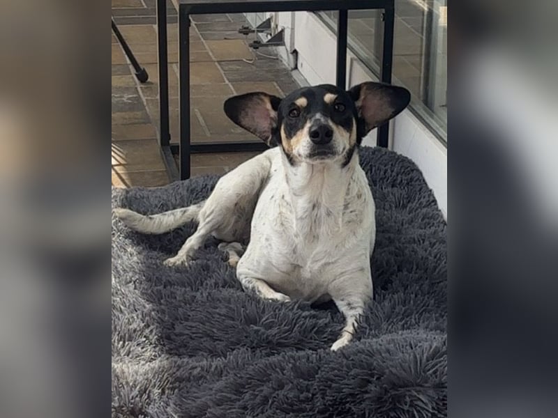 Maya - zauberhafte Bodeguero-Hündin sucht ihr Zuhause