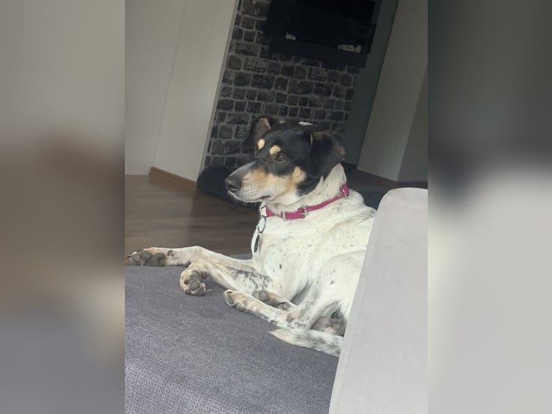 Maya - zauberhafte Bodeguero-Hündin sucht ihr Zuhause