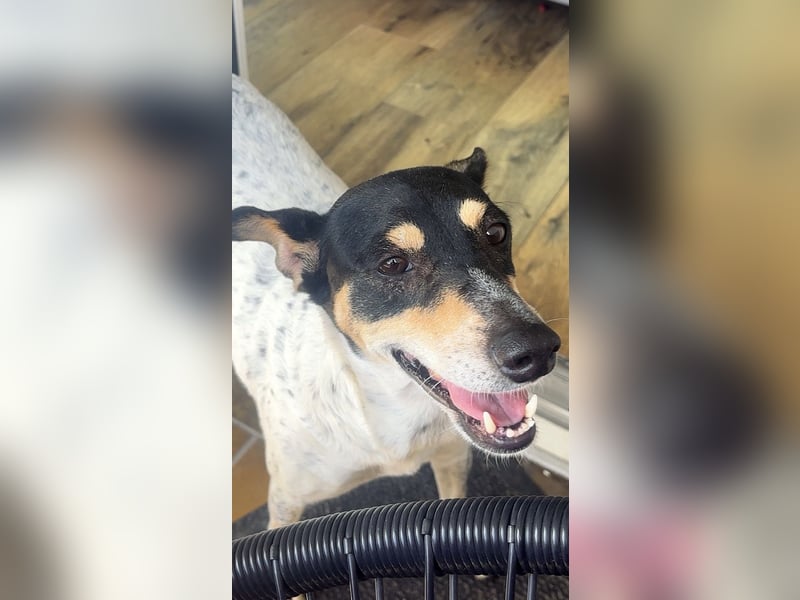 Maya - zauberhafte Bodeguero-Hündin sucht ihr Zuhause