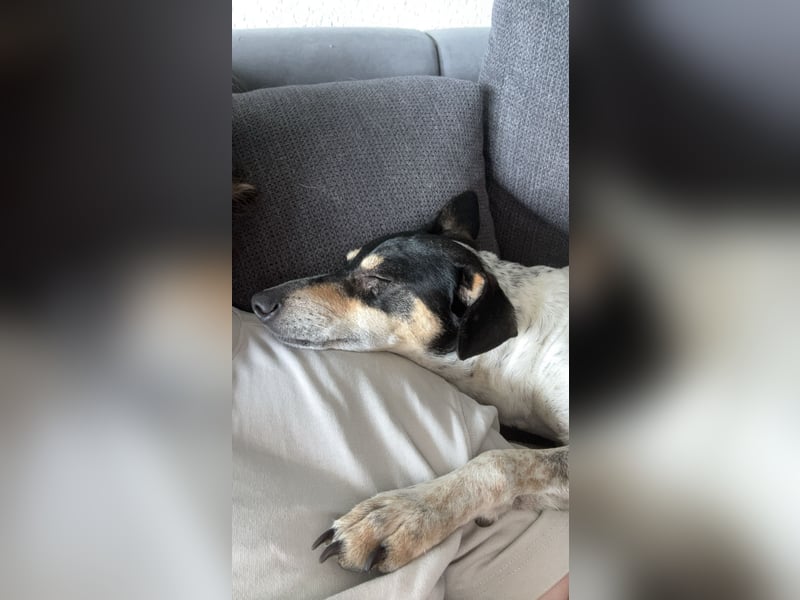 Maya - zauberhafte Bodeguero-Hündin sucht ihr Zuhause