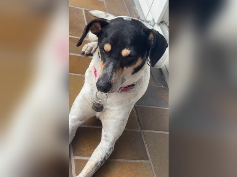 Maya - zauberhafte Bodeguero-Hündin sucht ihr Zuhause