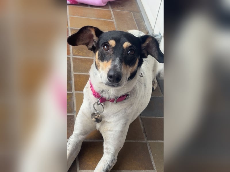 Maya - zauberhafte Bodeguero-Hündin sucht ihr Zuhause