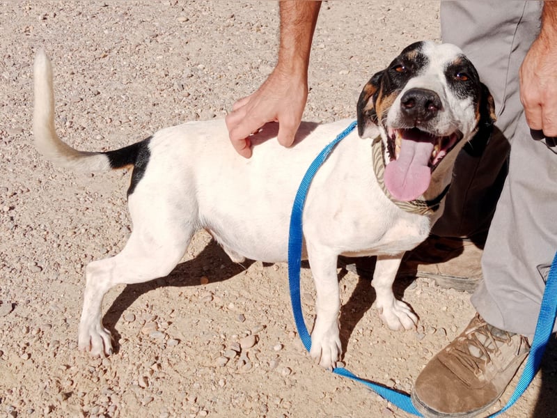 Monet - gesellig, sozial und verspielt