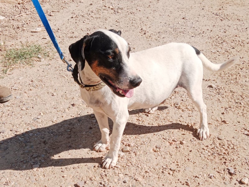 Monet - gesellig, sozial und verspielt