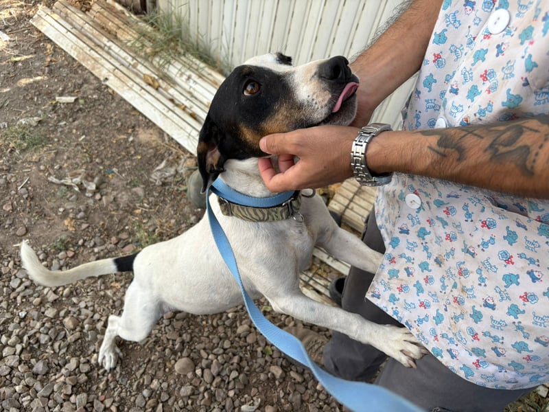 Monet - gesellig, sozial und verspielt