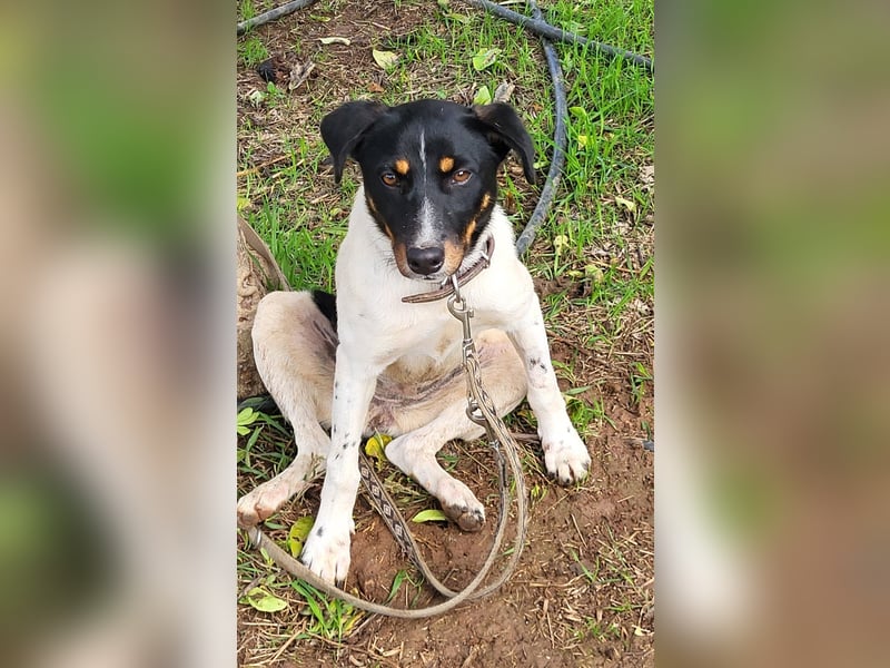 BRISA ❤️ kleine Frohnatur, Pflegefamilie Immenhausen