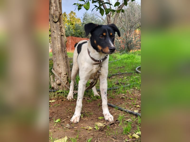 BRISA ❤️ kleine Frohnatur, Pflegefamilie Immenhausen