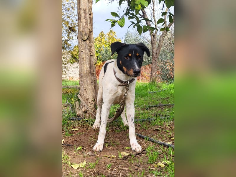 BRISA ❤️ kleine Frohnatur, Pflegefamilie Immenhausen