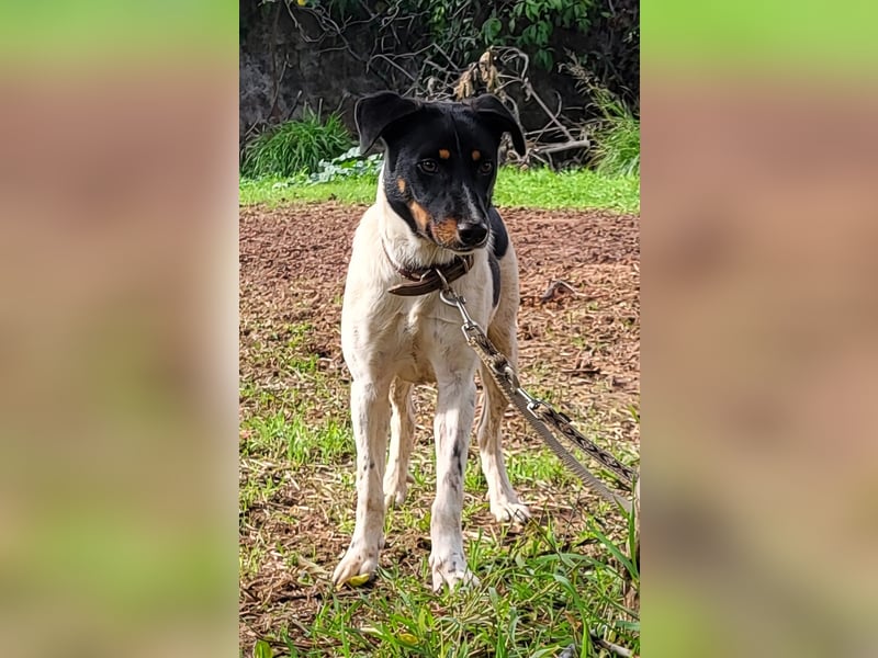 BRISA ❤️ kleine Frohnatur, Pflegefamilie Immenhausen