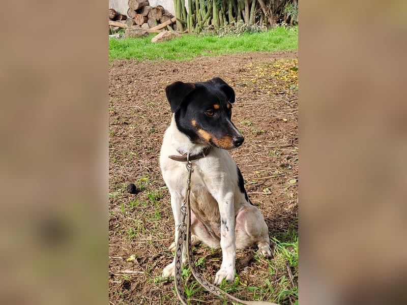 BRISA ❤️ kleine Frohnatur, Pflegefamilie Immenhausen