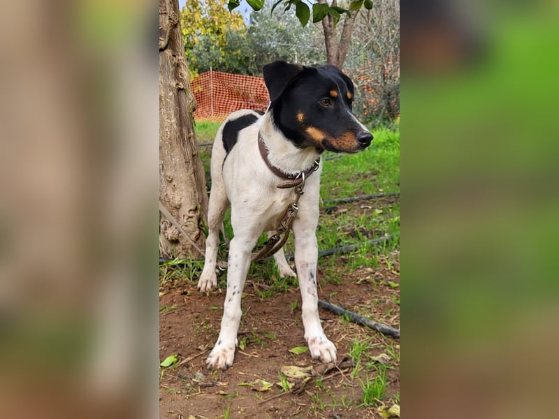 BRISA ❤️ kleine Frohnatur, Pflegefamilie Immenhausen